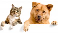 A cat and dog with passports.