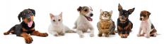 Cats and dogs