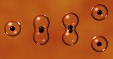 A cell dividing into two daughter cells.