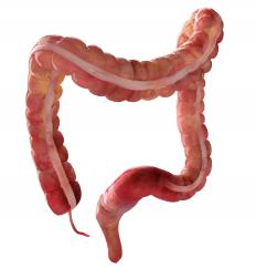 The colon and rectum.