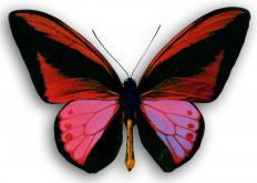 Some hieracium plants attract butterflies.