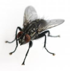 A house fly.