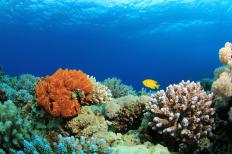 The Great Barrier Reef, a coral reef like this one, is a World Heritage Site.