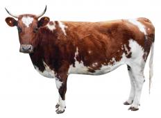 A cow's skin, fur, nails, hooves, horns, and teeth all contain keratin.