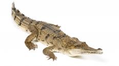 Crocodiles have a powerful bite force quotient.