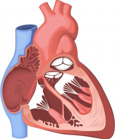 There actually aren't any "cockles" of your heart, but the term may come from the fact that the chambers of the heart resemble a mollusk's shell, also called a cockle.