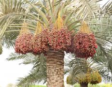 Dates growing on a date palm