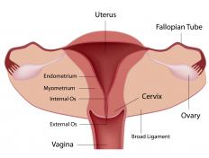A diagram of the female reproductive system, including the fallopian tubes.