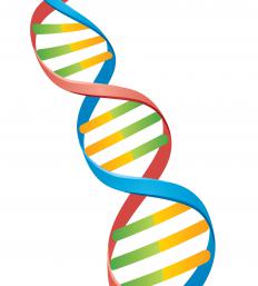 DNA