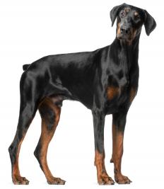 A dog
