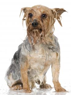 A dog being washed to treat sarcoptic mange.
