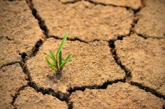 Dry, cracked earth in a desert.