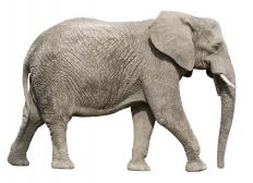 Elephants are often poached. 