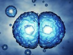 Stem cells