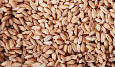 Spelt grains.