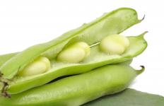 Fava beans, in ingredient in ful medames.
