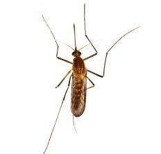 Mosquitoes are known to spread a number of serious parasites.