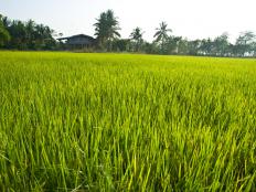 Organic rice