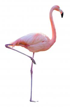 A greater flamingo.