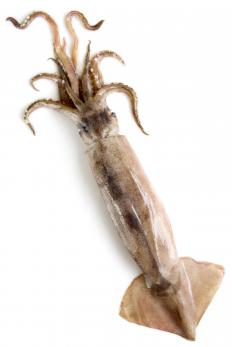 Ribbonfish feed on squid