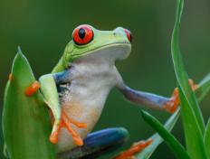 A tree frog.