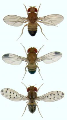 Calamondin trees often attract fruit flies.