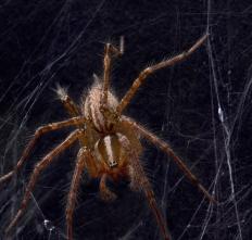 A spider