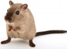 Gerbils, unlike hamsters, have tails and often like to stand up on their hind legs. 