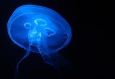 A jellyfish