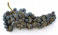 Grapes with mildew on them.