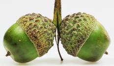 Acorns.