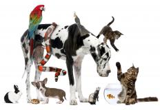  By studying the minds of animals, psychologists hope to uncover information about the human mind.