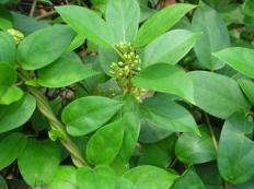 Gymnema sylvestre, which is often used for natural weight loss.