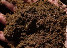 Handful of peat moss