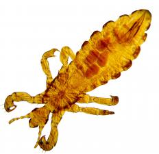 Closeup of a head louse