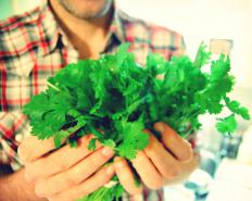 A bunch of cilantro.