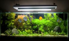 Formalin can be used to disinfect an aquarium.