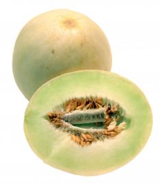 Honeydew