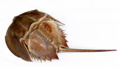 Blood from horseshoe crabs is used in pyrogen testing.