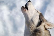 A wolf