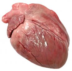 A human heart.