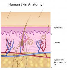 The three main layers of skin.
