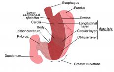 A diagram of the stomach and duodenum.