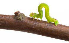 Bt insecticide is often used to help eliminate inchworms and other pests.