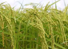 Rice plants.