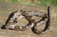 A juvenile black rat snake.