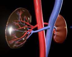 Kidneys and blood vessels.