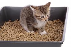 Kitten in a litter box