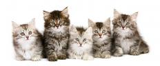 Even cute kittens can cause fear in those who have zoophobia, which is a fear of animals. 