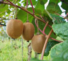 Kiwi fruit growing on the vine